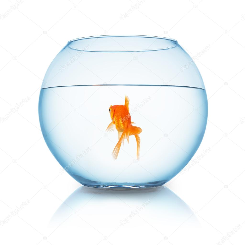 goldfish swims in a fishbowl