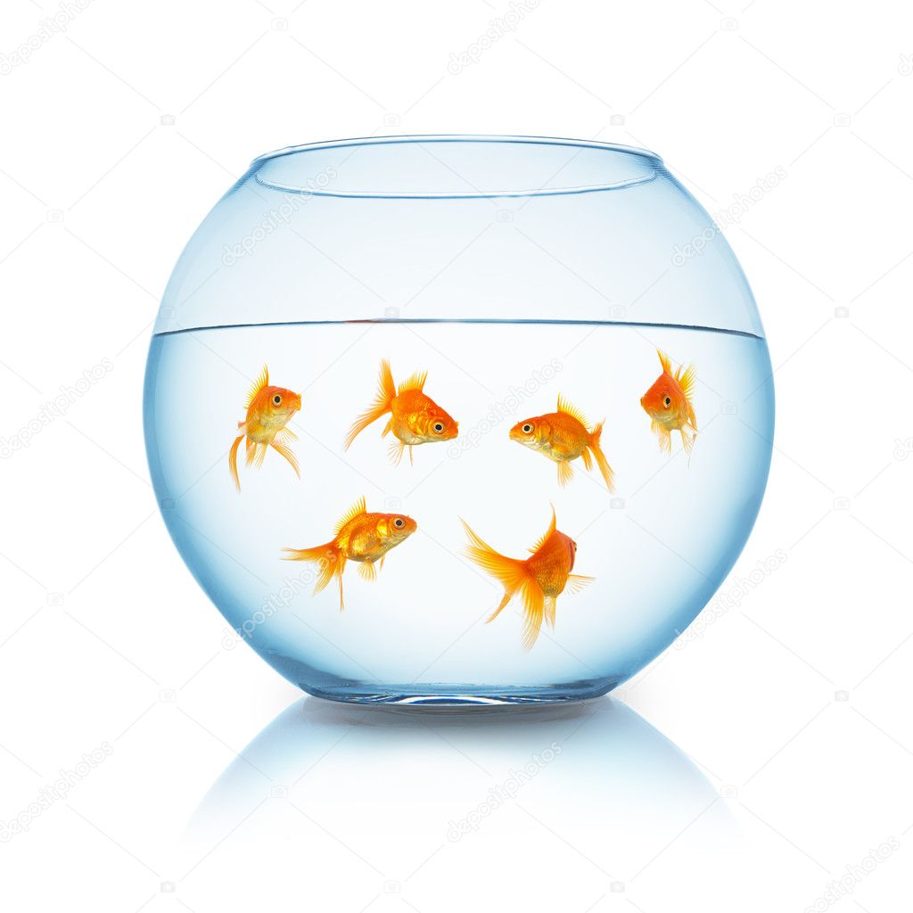 Goldfishes in a fishbowl