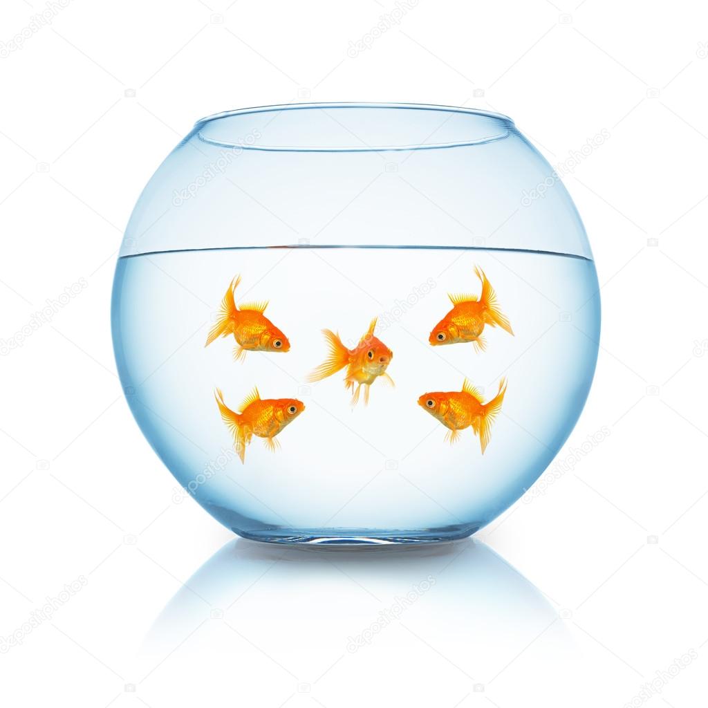 goldfish mobbing in a fishbowl