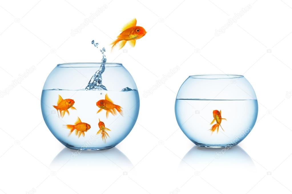 goldfish escapes in a fishbowl