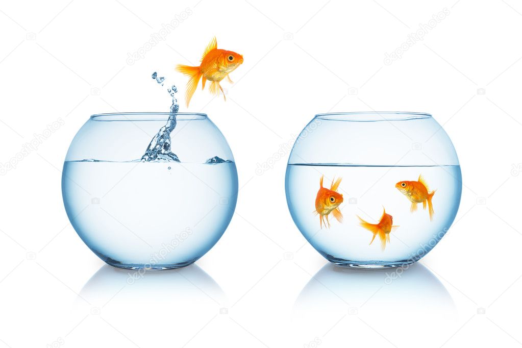 goldfish in fishbowl jumps to friends