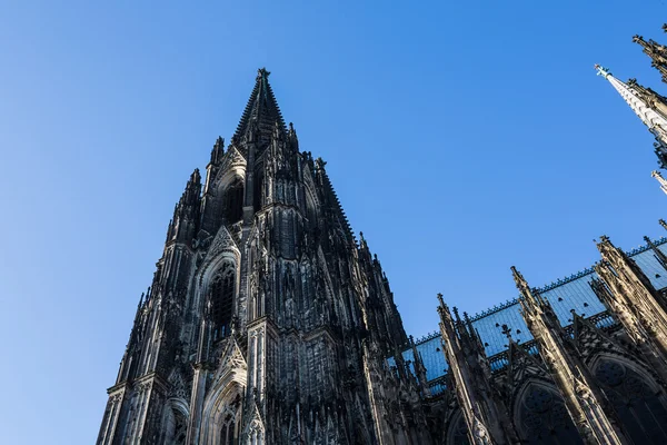 Tower of the cologne cathedral at summer — Stock Photo, Image