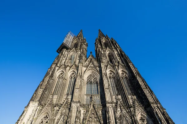 Cologne cathedral with scaffolding — Stock Photo, Image
