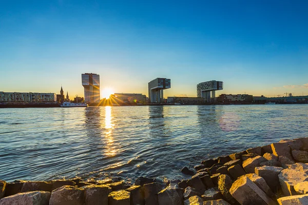 Grues à Cologne au coucher du soleil — Photo