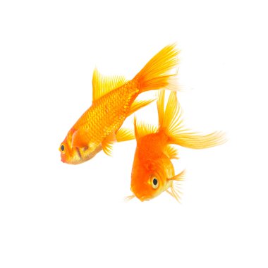 İki goldfishes yüzer 