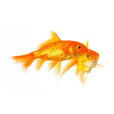 Beyaz üzerinde goldfishes