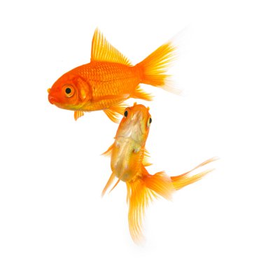 iki goldfishes grup