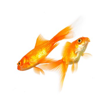 goldfishes