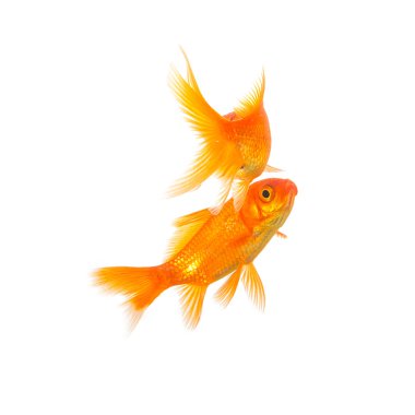 iki goldfishes