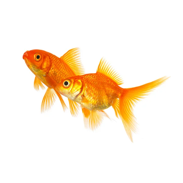 Goldfishes aşık Çift — Stok fotoğraf