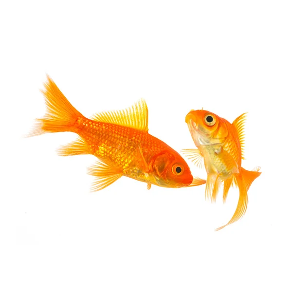 Pływa kilka złotych rybek — Zdjęcie stockowe