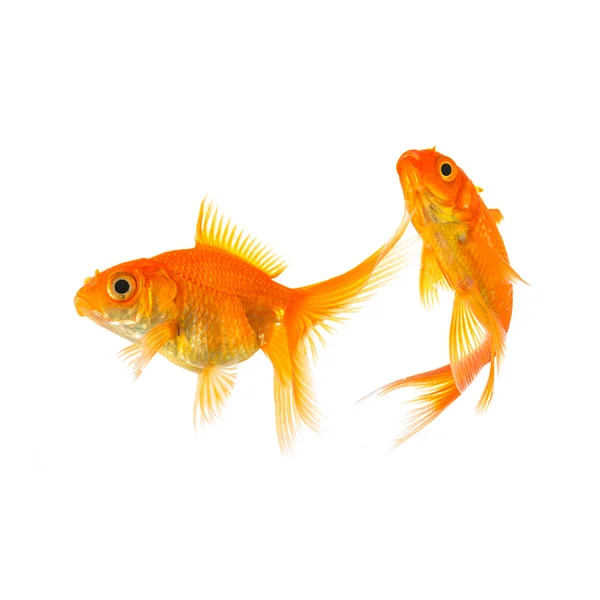 Goldfishe üzerinde beyaz izole — Stok fotoğraf
