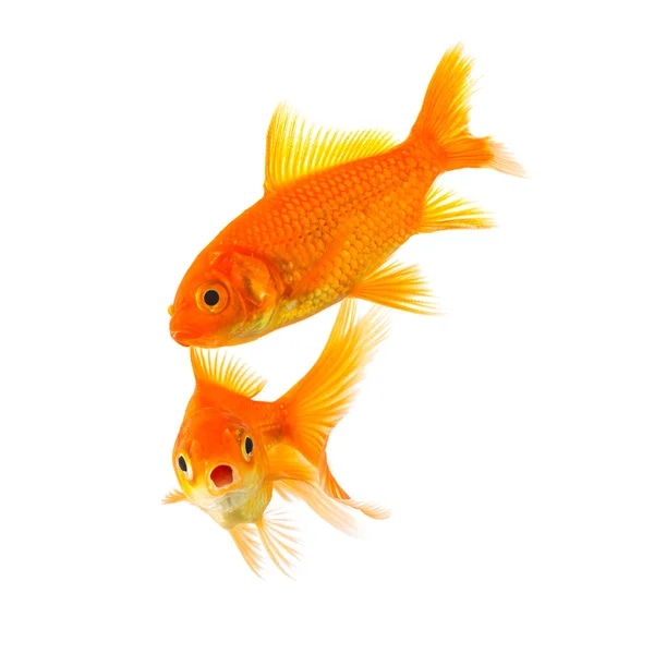 Шокированная пара золотых рыбок — стоковое фото