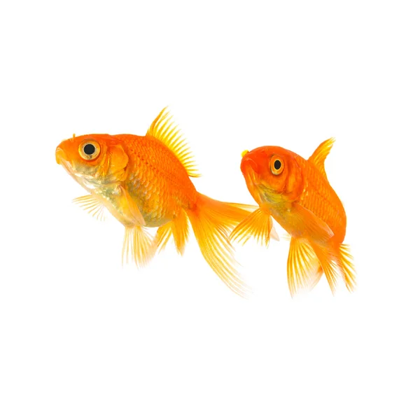 Dois amigos peixinhos dourados — Fotografia de Stock