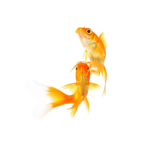 Goldfish amigos en blanco —  Fotos de Stock