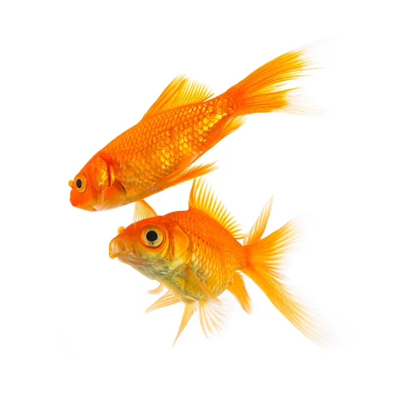 Dos peces de colores sobre blanco —  Fotos de Stock