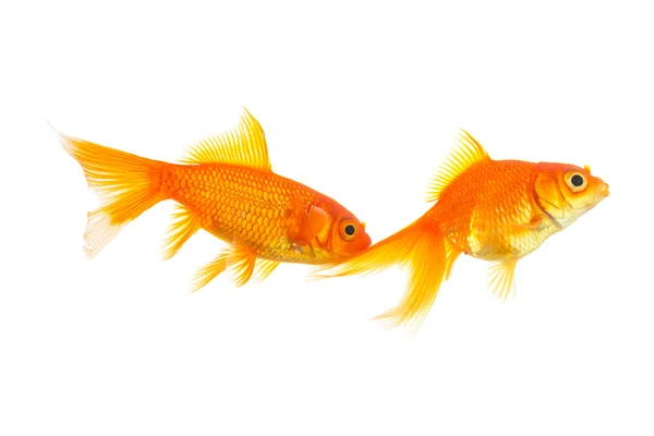 Złota rybka para na biały — Zdjęcie stockowe
