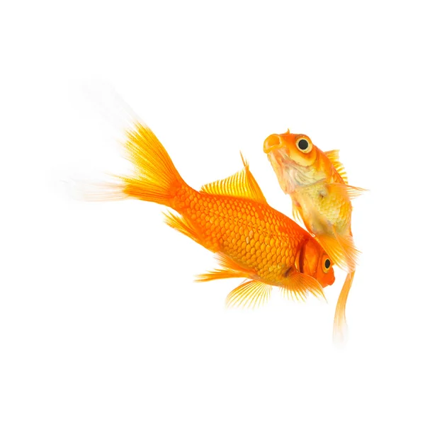Goldfishes verliefd op wit Rechtenvrije Stockafbeeldingen