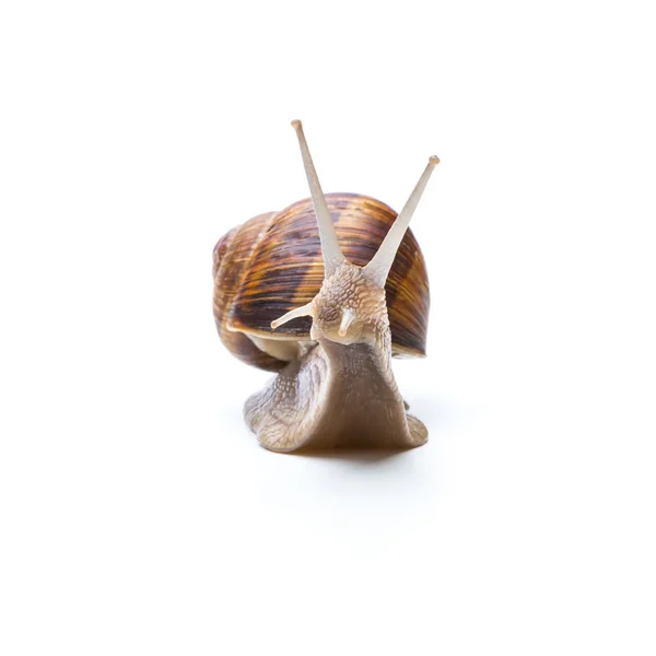 Sweet snail looks interested — Stock Photo, Image