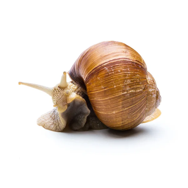 Caracol escondido em concha de caracol — Fotografia de Stock