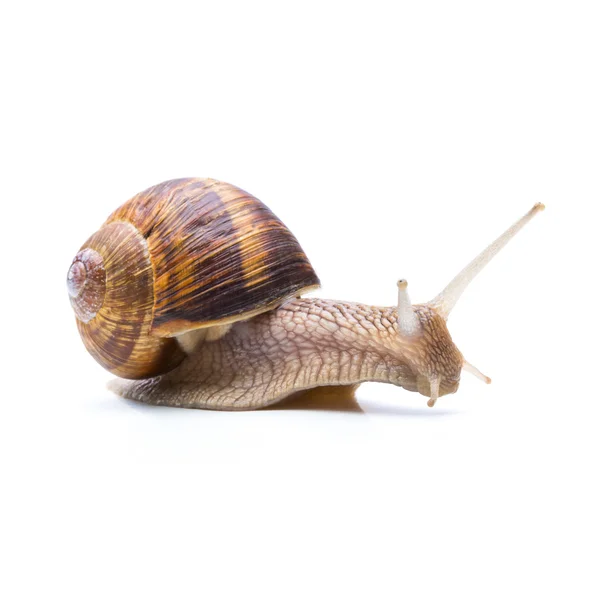 Busca de caracol — Fotografia de Stock