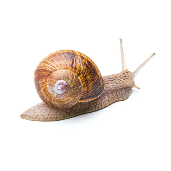 Caracol se va — Foto de Stock