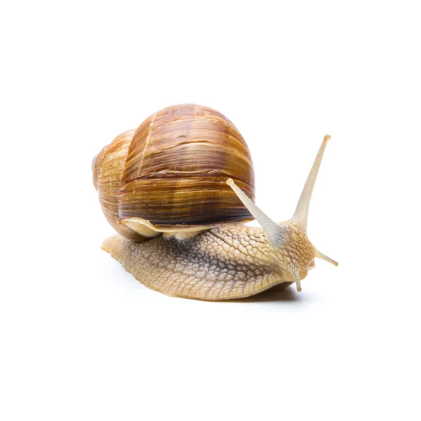 Snail (Helix aspersa) — Stock Photo, Image