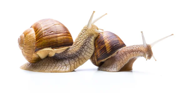 Snigel Familie — Stockfoto