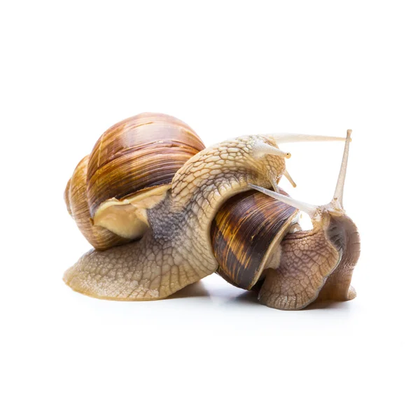 在爱中的蜗牛 — 图库照片