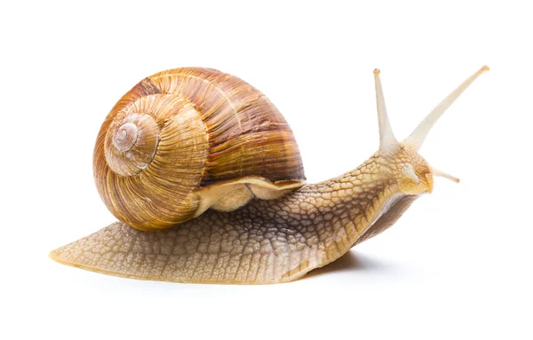 Caracol se va — Foto de Stock