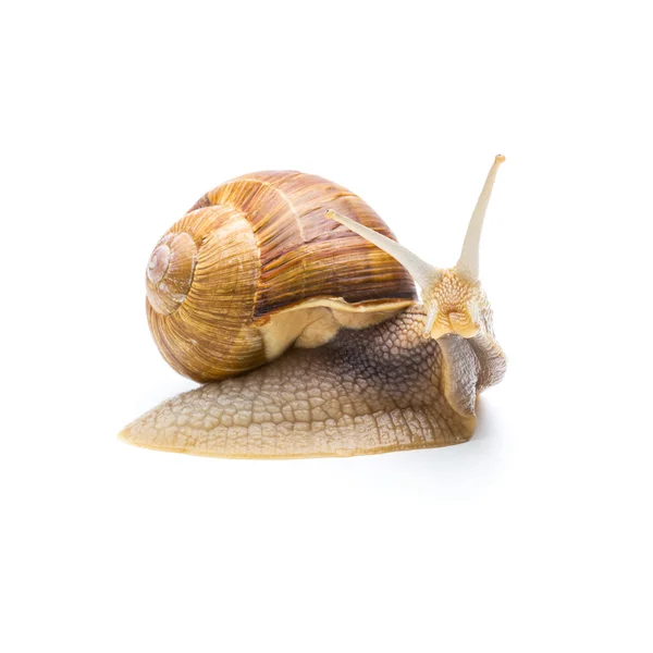 Snail hunt — Stock Photo, Image