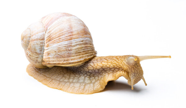 A old snail isolated on white background. Taken in Studio with a 5D mark III.