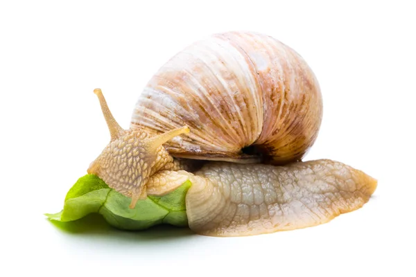 Eating snail — Stock Photo, Image