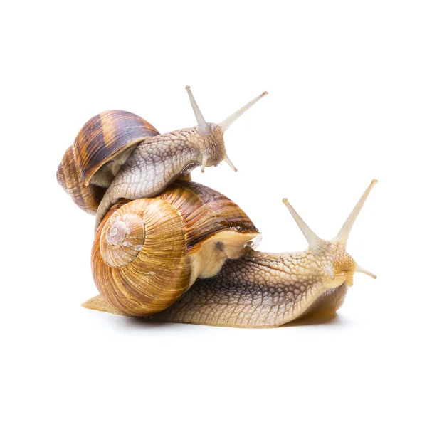 Caracol piggyback — Fotografia de Stock