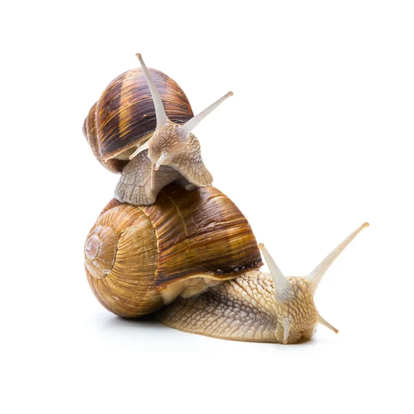 Snails Teamwork — Stock Photo, Image
