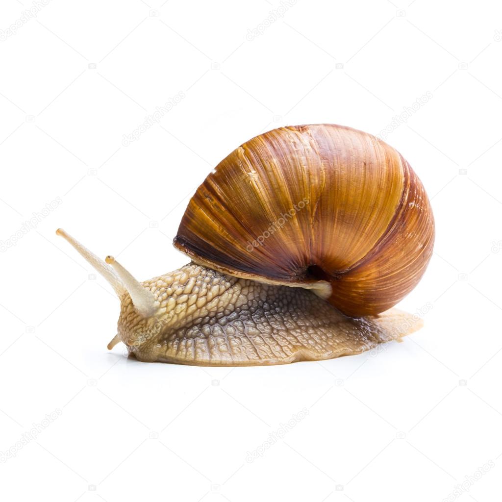 depressive snail