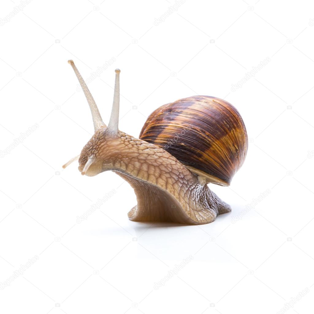 big brown garden snail