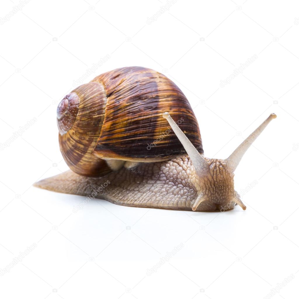 bored snail