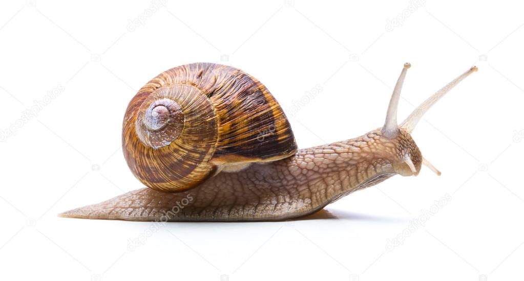 snails hike