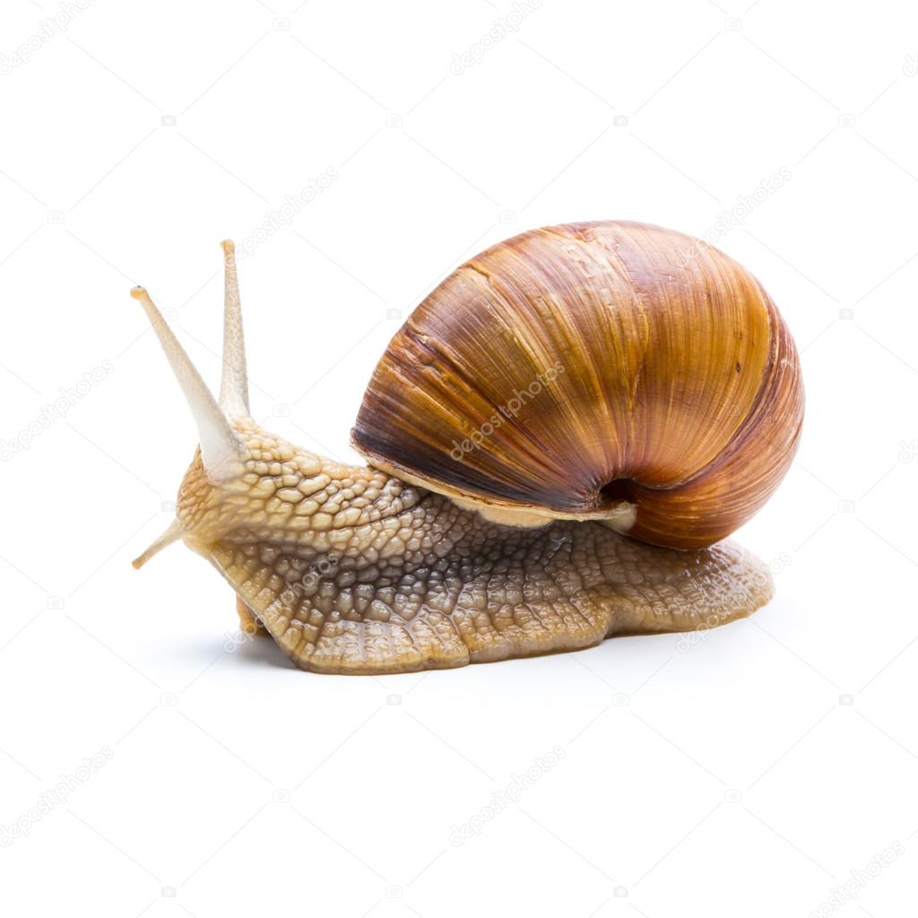 snail looks back