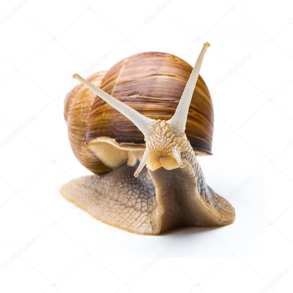 Big garden snail (Helix aspersa)