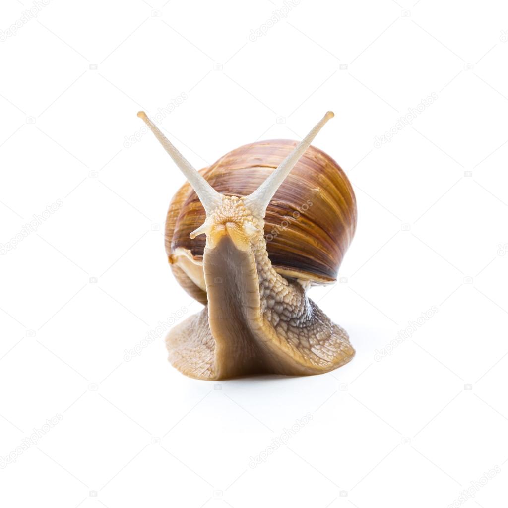 roman snail on white