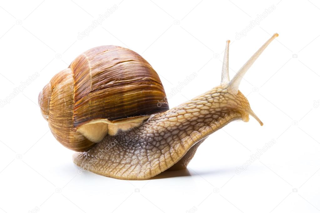 California Snail