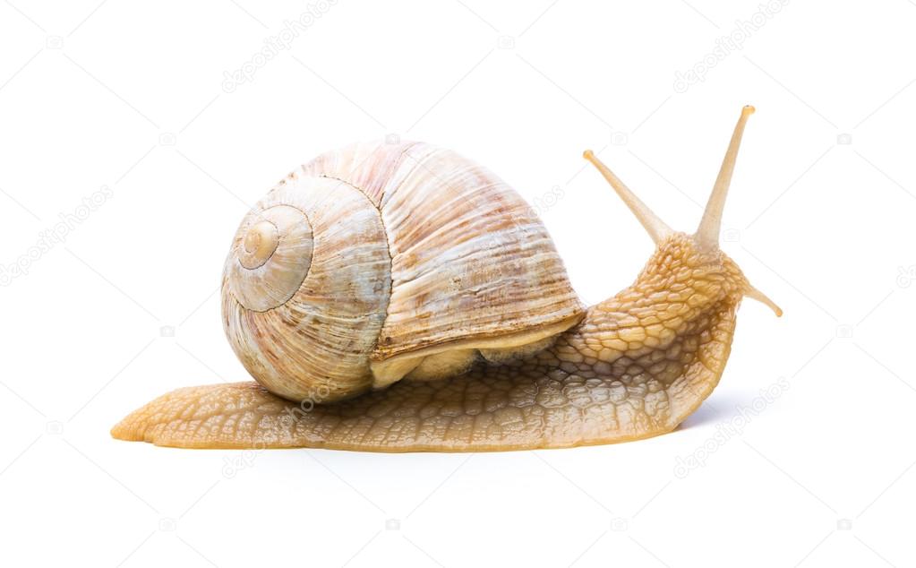offended old snail
