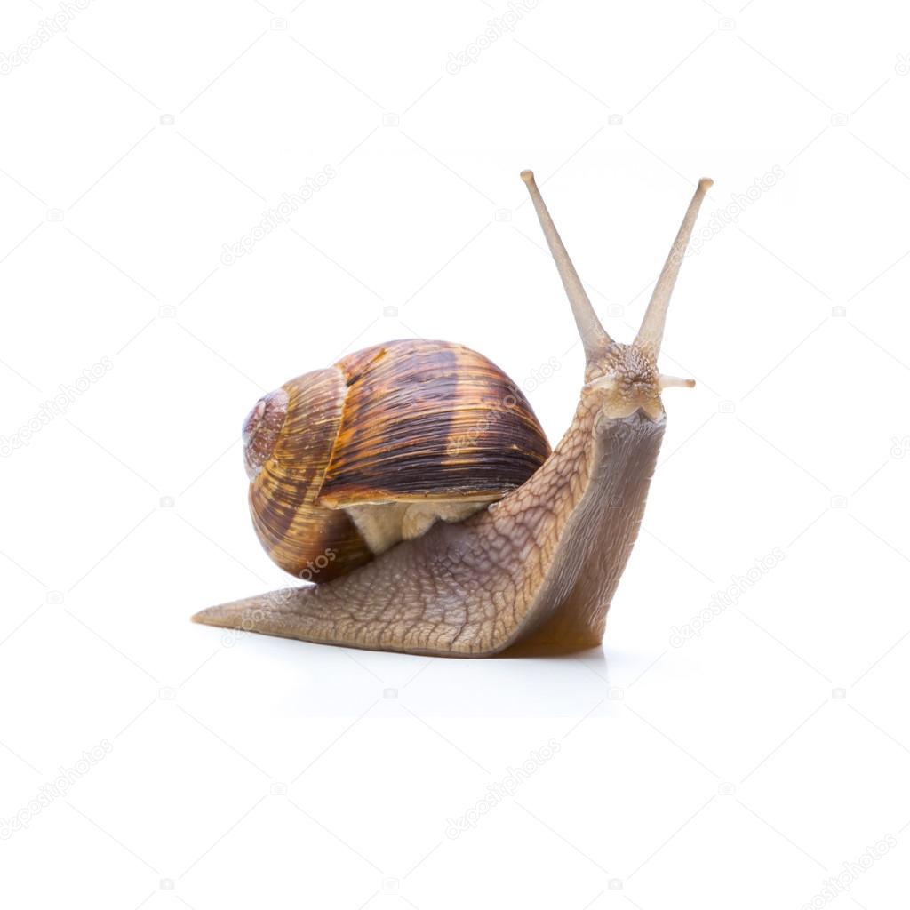 snail looks up