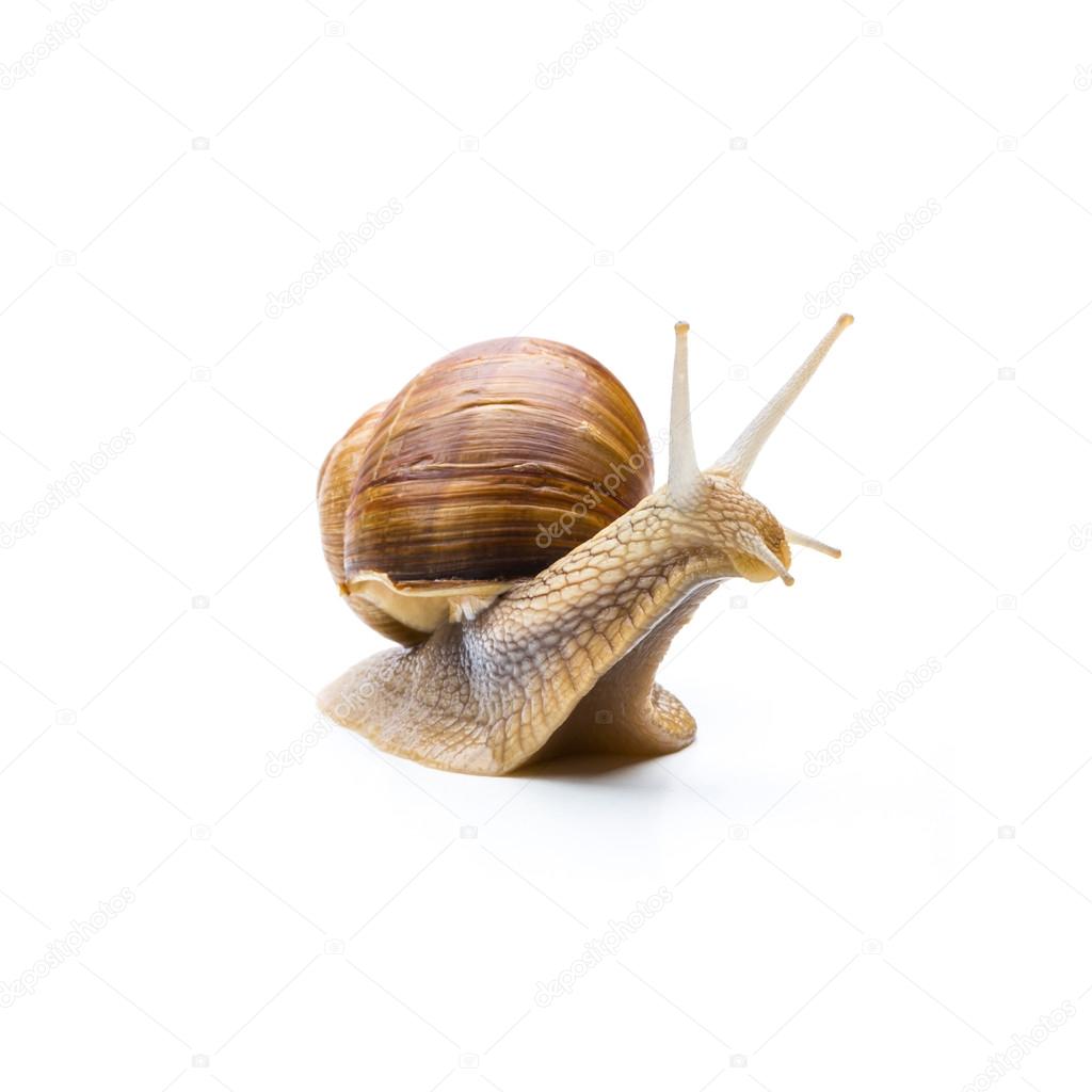 Snail with house