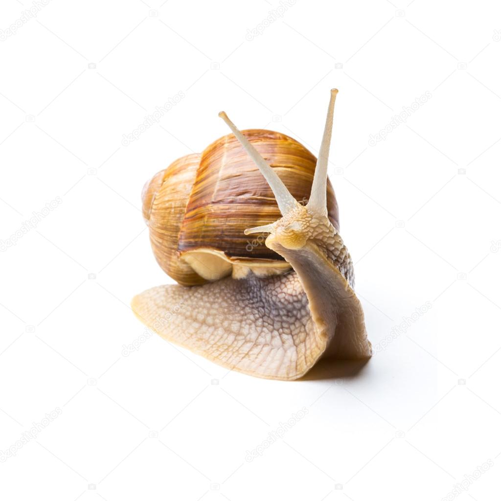 garden snail on white