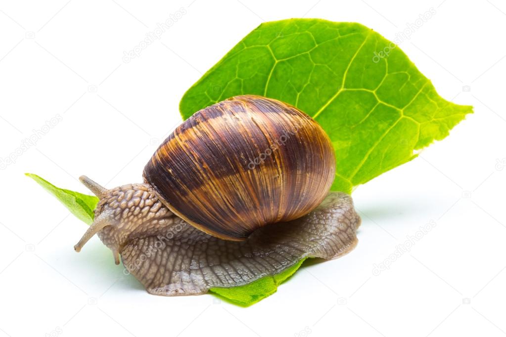 snail eats a lettuce leaf