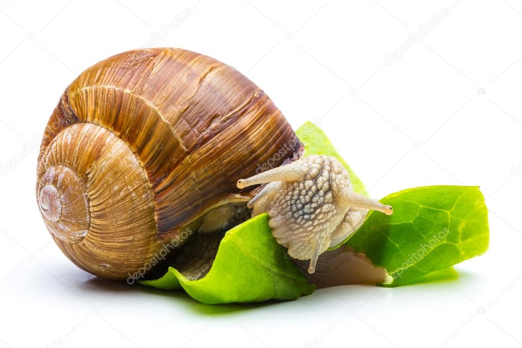 eating Roman snail