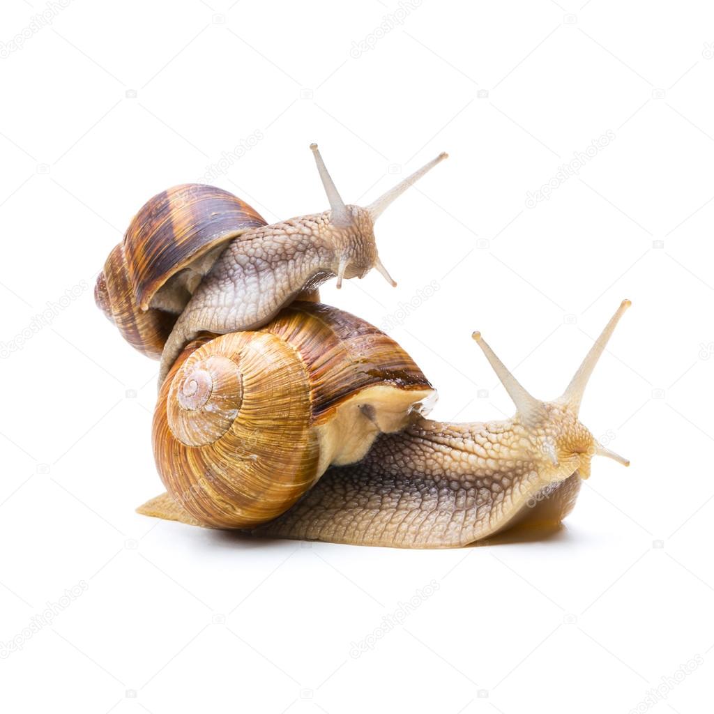 snail piggyback